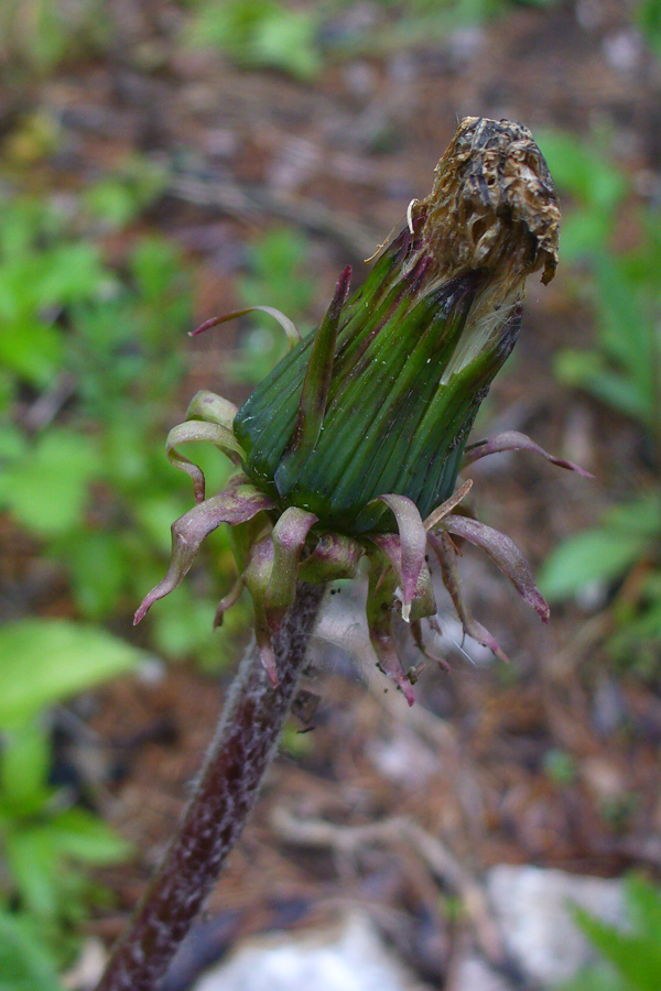 Изображение особи Taraxacum officinale.