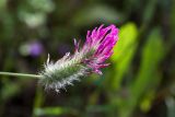 Trifolium purpureum