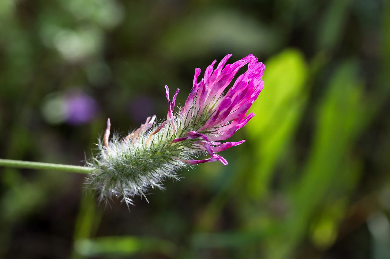 Изображение особи Trifolium purpureum.