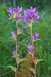 Campanula glomerata