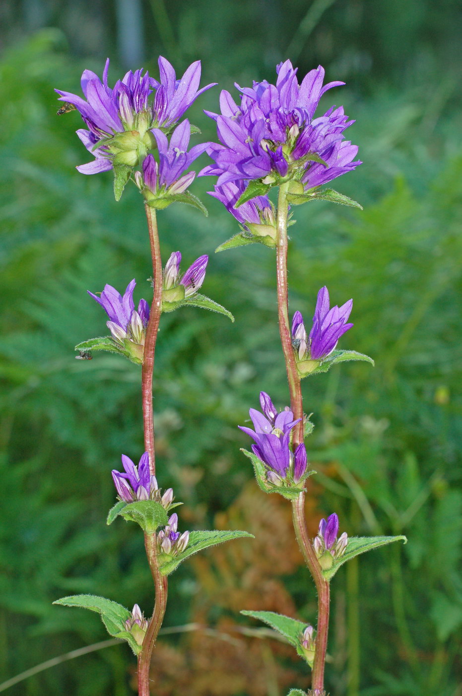 Изображение особи Campanula glomerata.