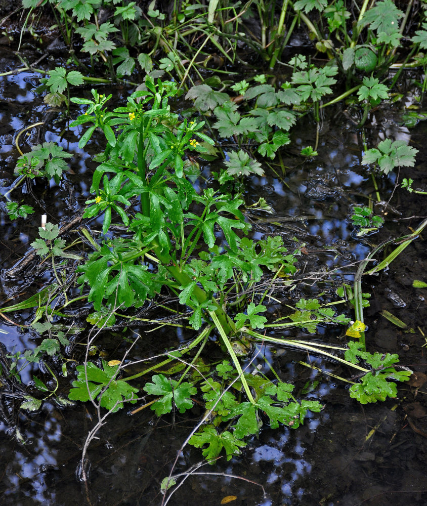 Image of Ranunculus sceleratus specimen.