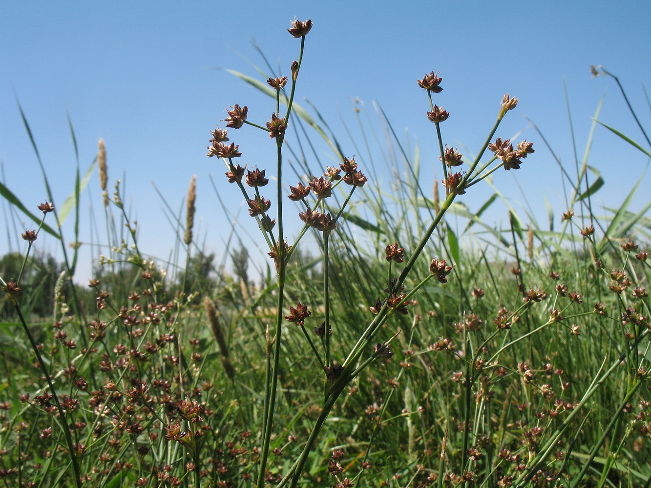 Image of Juncus articulatus specimen.