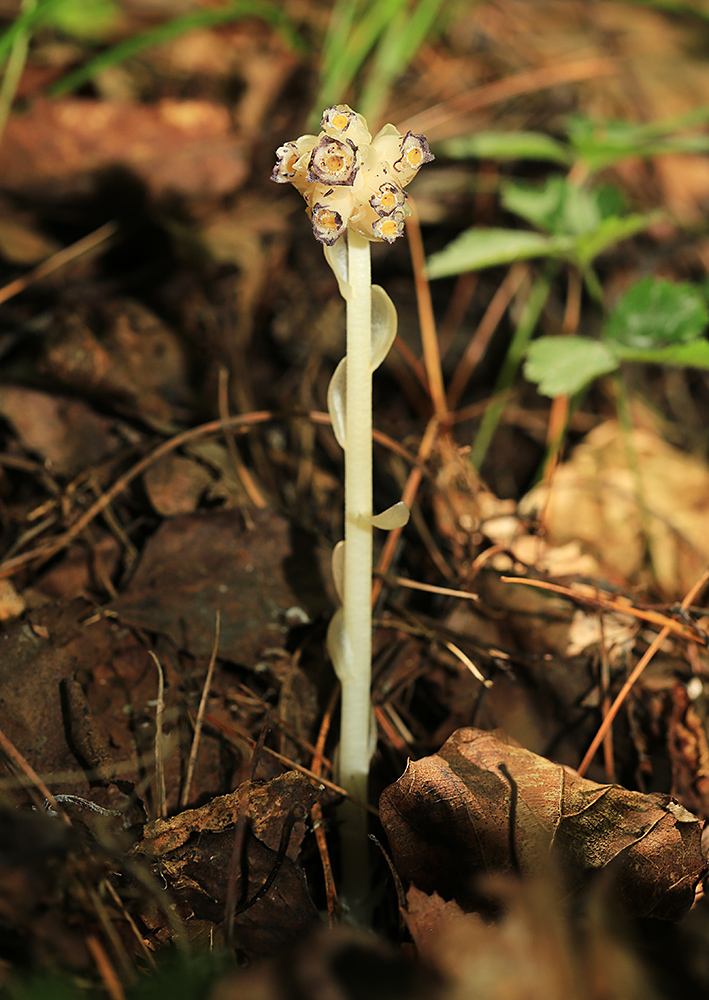 Image of Hypopitys monotropa specimen.