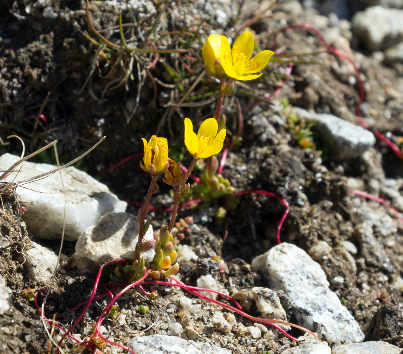 Image of Saxifraga flagellaris specimen.