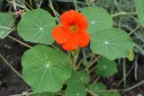 Tropaeolum majus