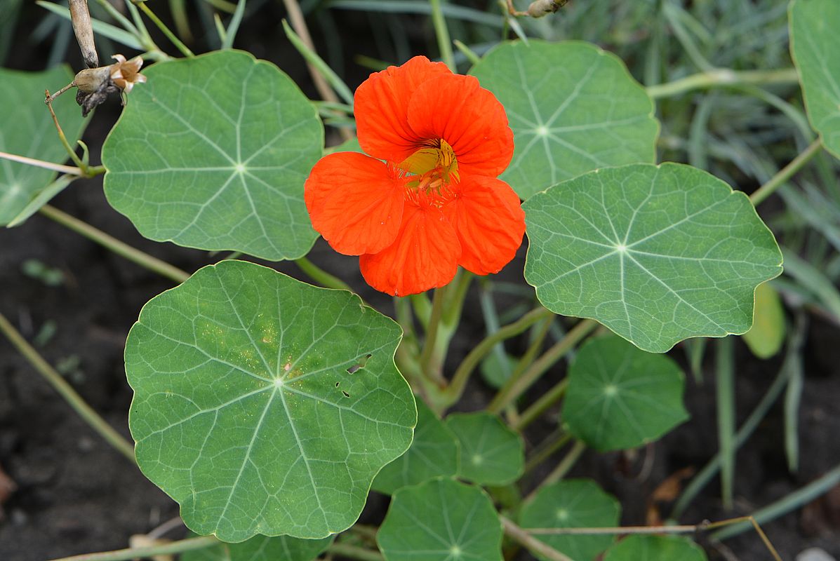 Image of Tropaeolum majus specimen.