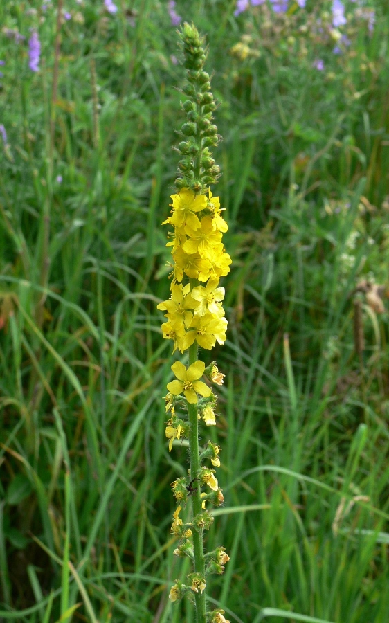 Изображение особи Agrimonia eupatoria.