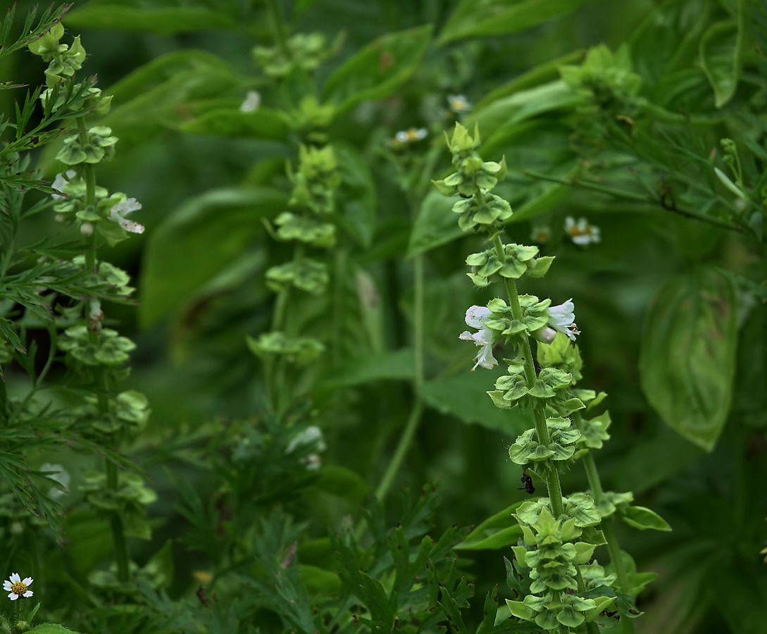 Image of Ocimum basilicum specimen.