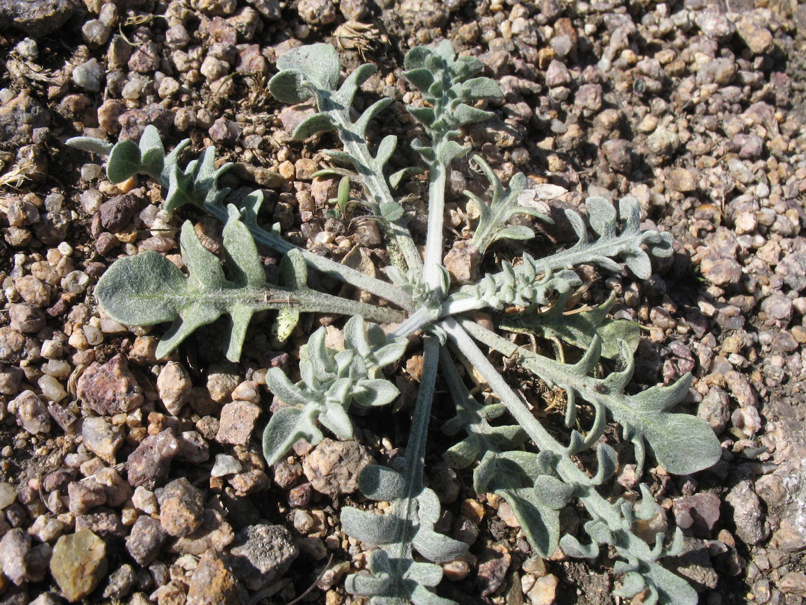 Image of Centaurea pseudosquarrosa specimen.