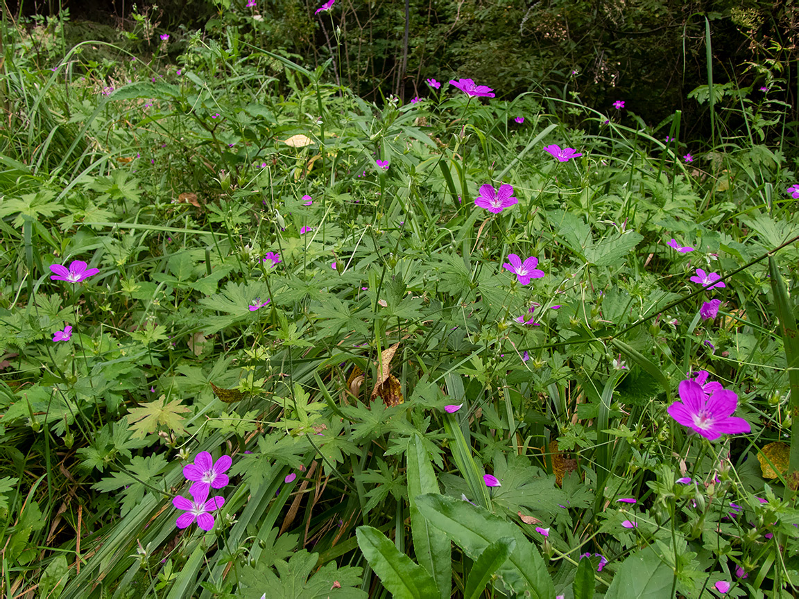 Изображение особи Geranium palustre.