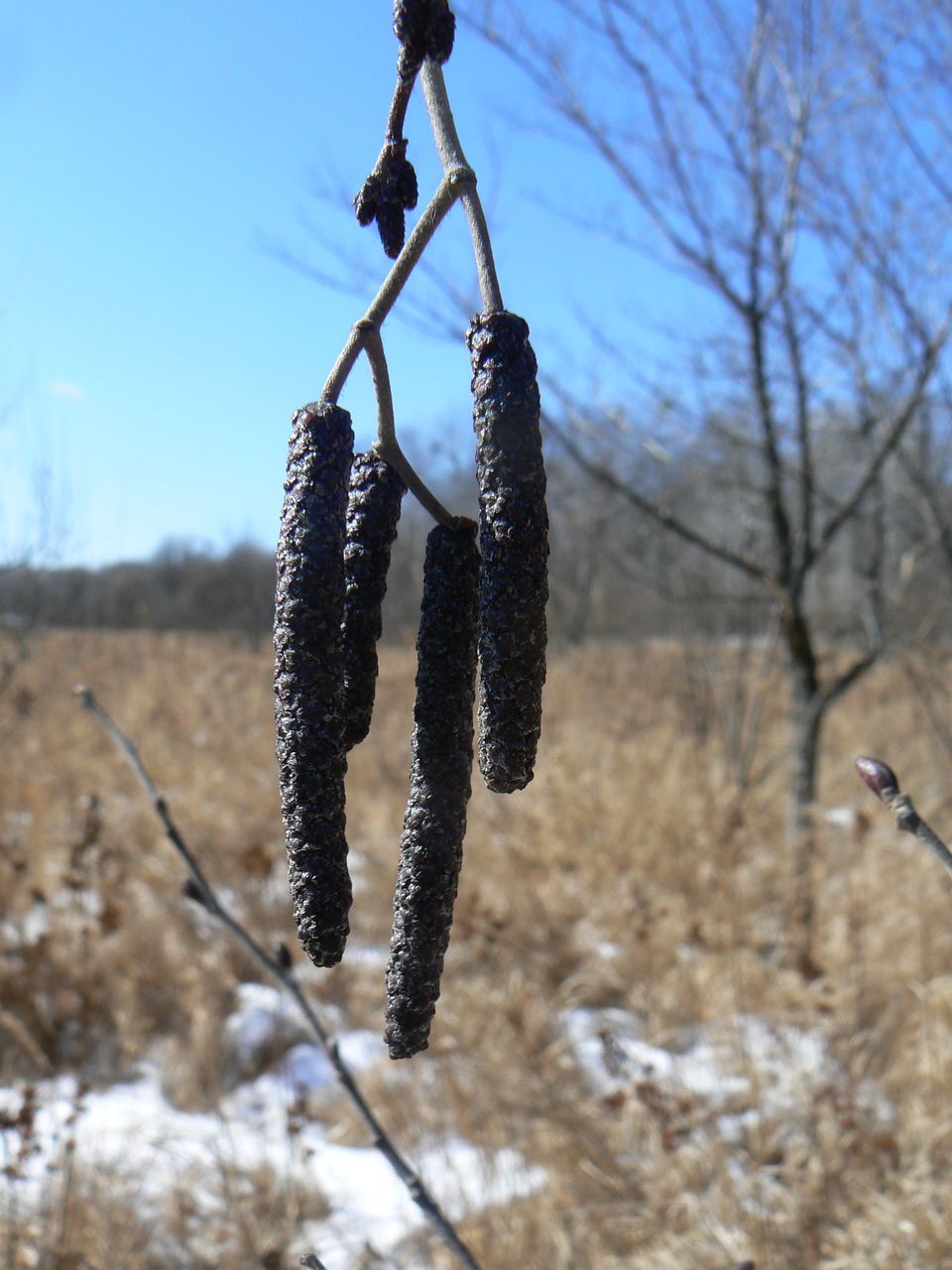 Изображение особи Alnus hirsuta.