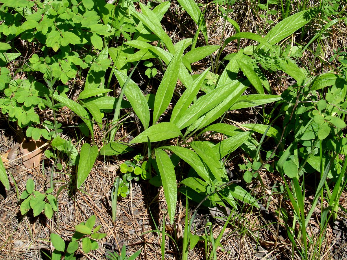 Image of Campanula turczaninovii specimen.