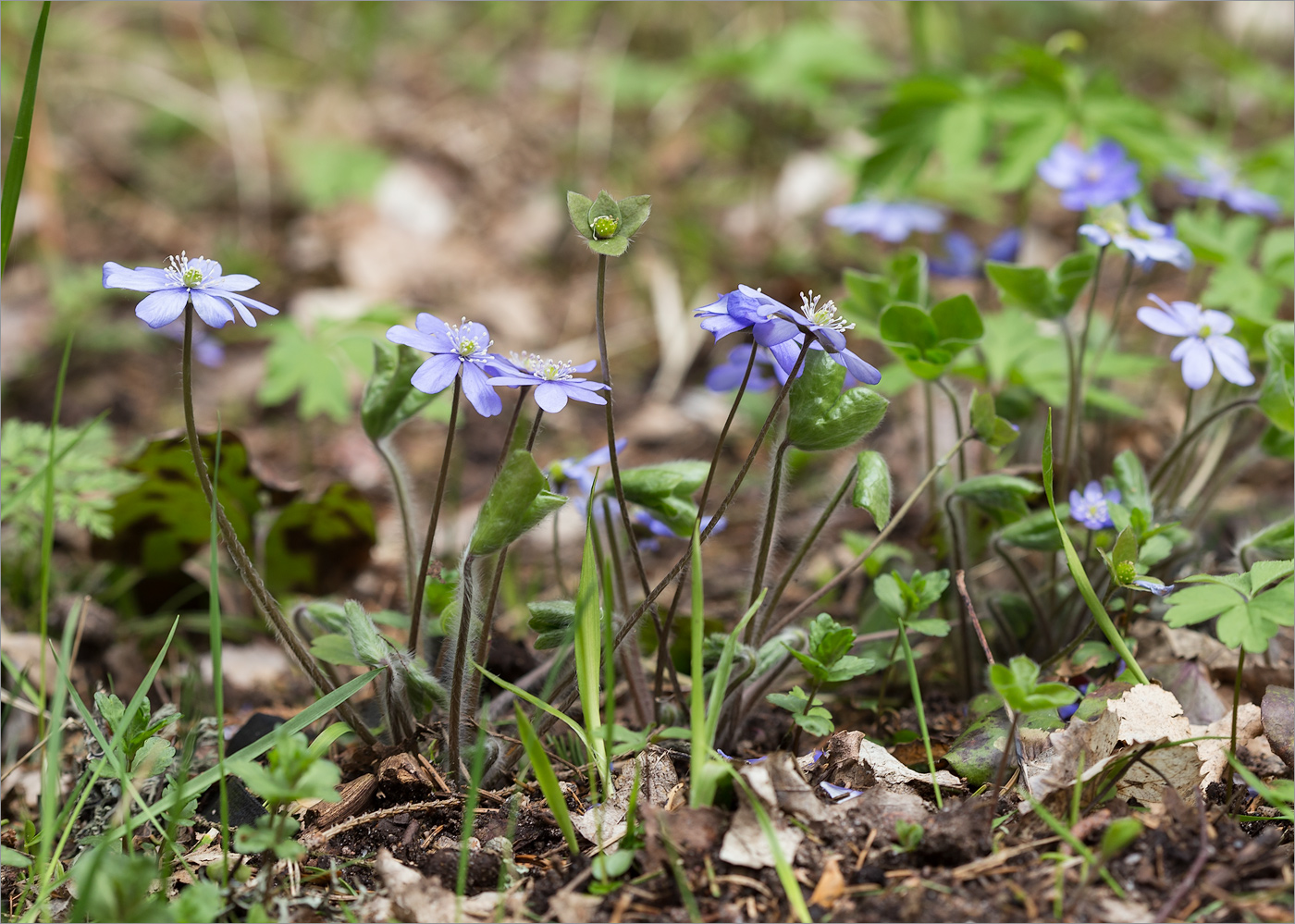 Image of Hepatica nobilis specimen.