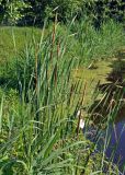 Typha angustifolia