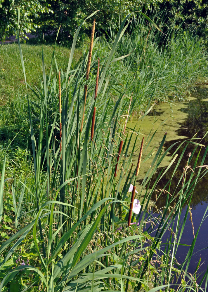 Изображение особи Typha angustifolia.