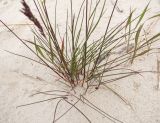 Festuca arenaria