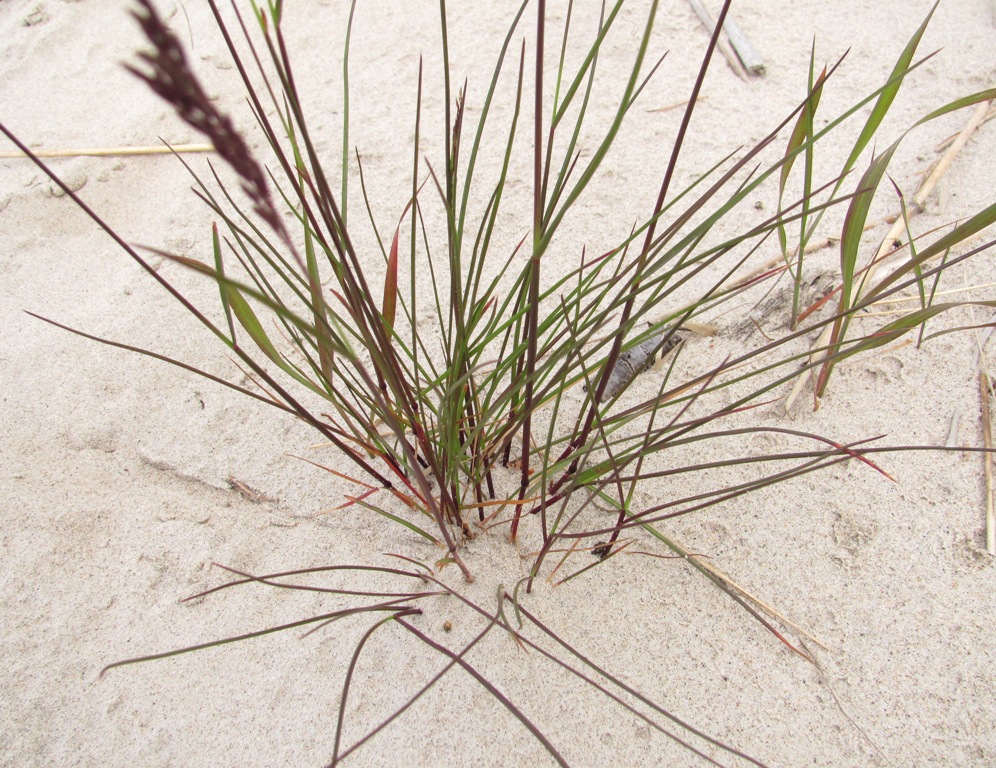 Image of Festuca arenaria specimen.