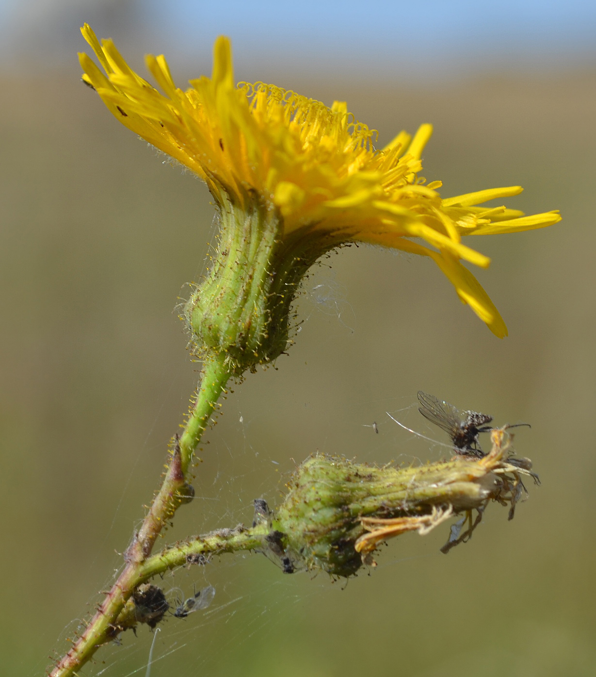 Изображение особи Sonchus arvensis.