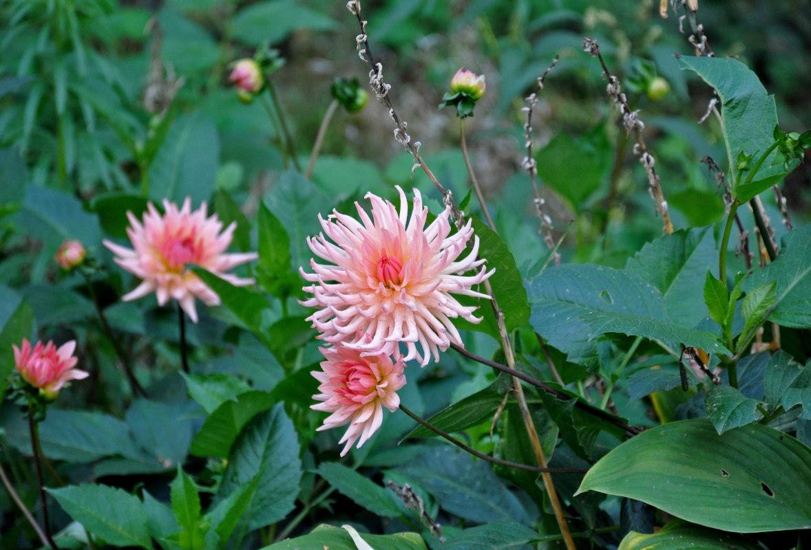 Image of Dahlia &times; cultorum specimen.