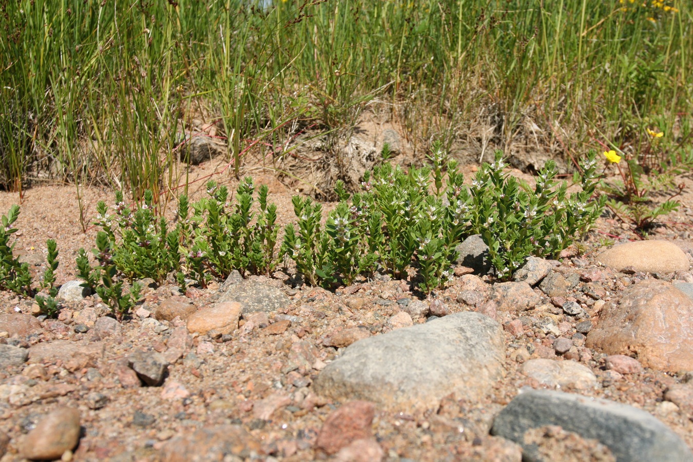 Image of Glaux maritima specimen.