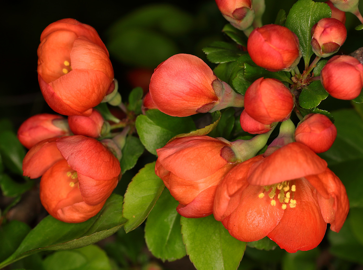 Image of Chaenomeles japonica specimen.