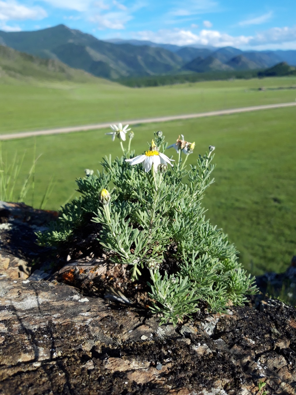 Image of Brachanthemum baranovii specimen.