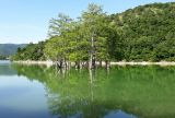 Taxodium distichum