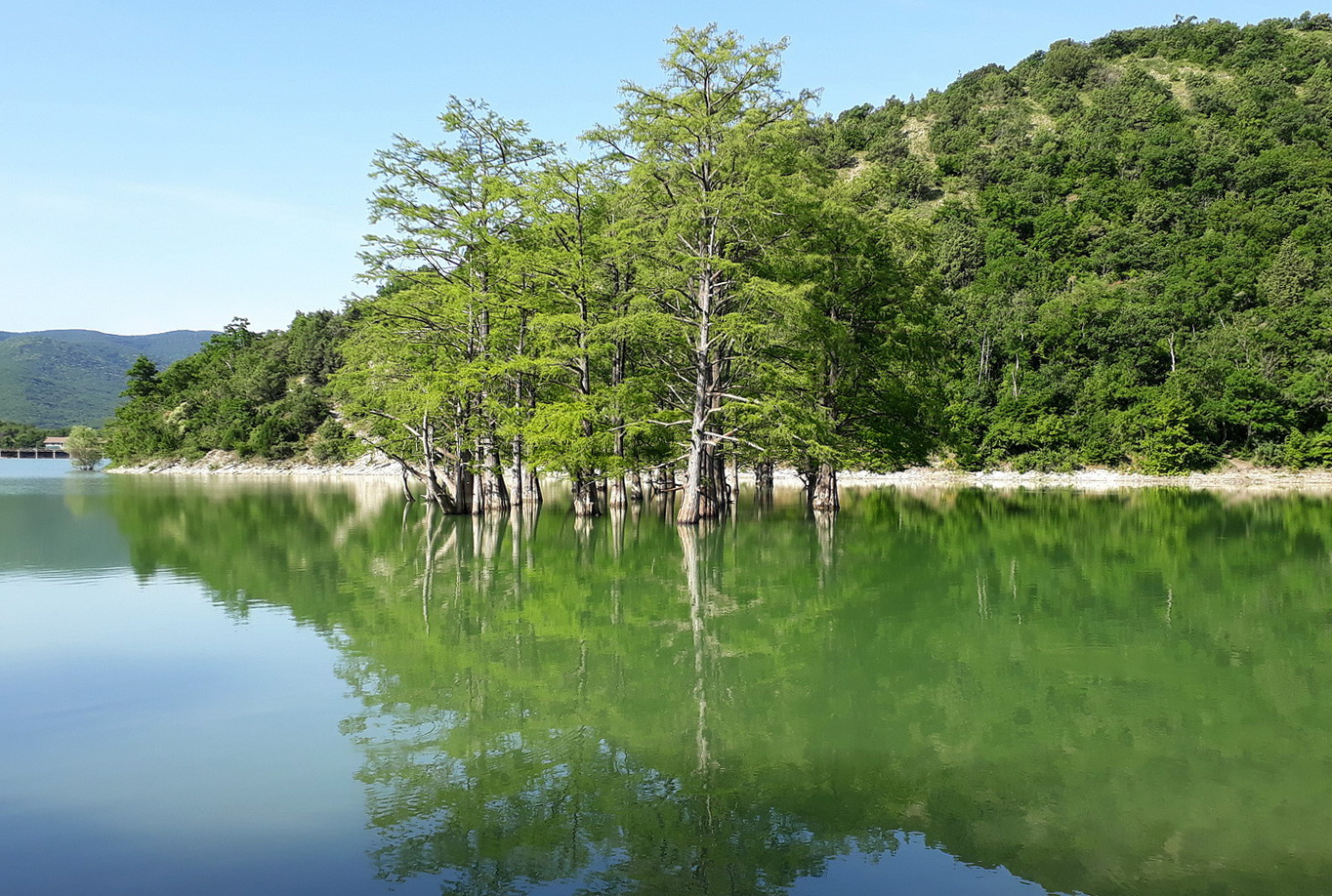 Изображение особи Taxodium distichum.