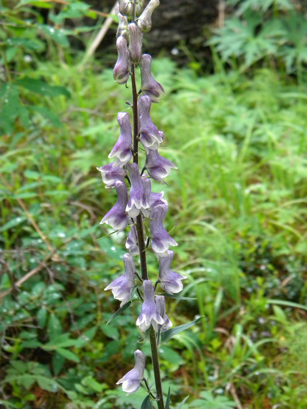 Изображение особи Aconitum leucostomum.