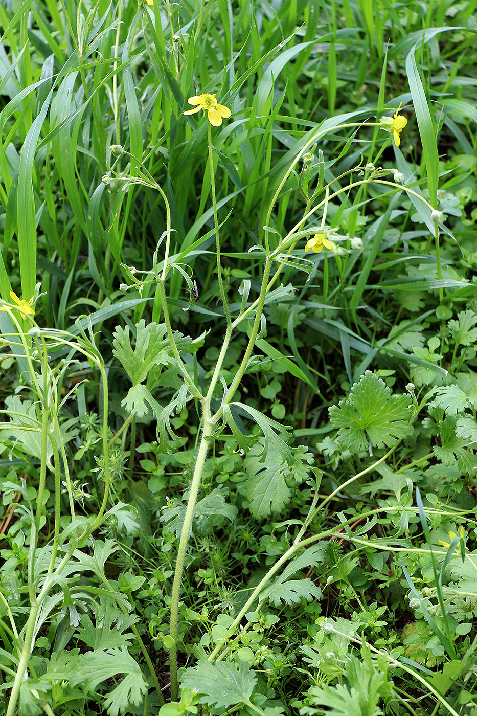 Изображение особи Ranunculus oxyspermus.