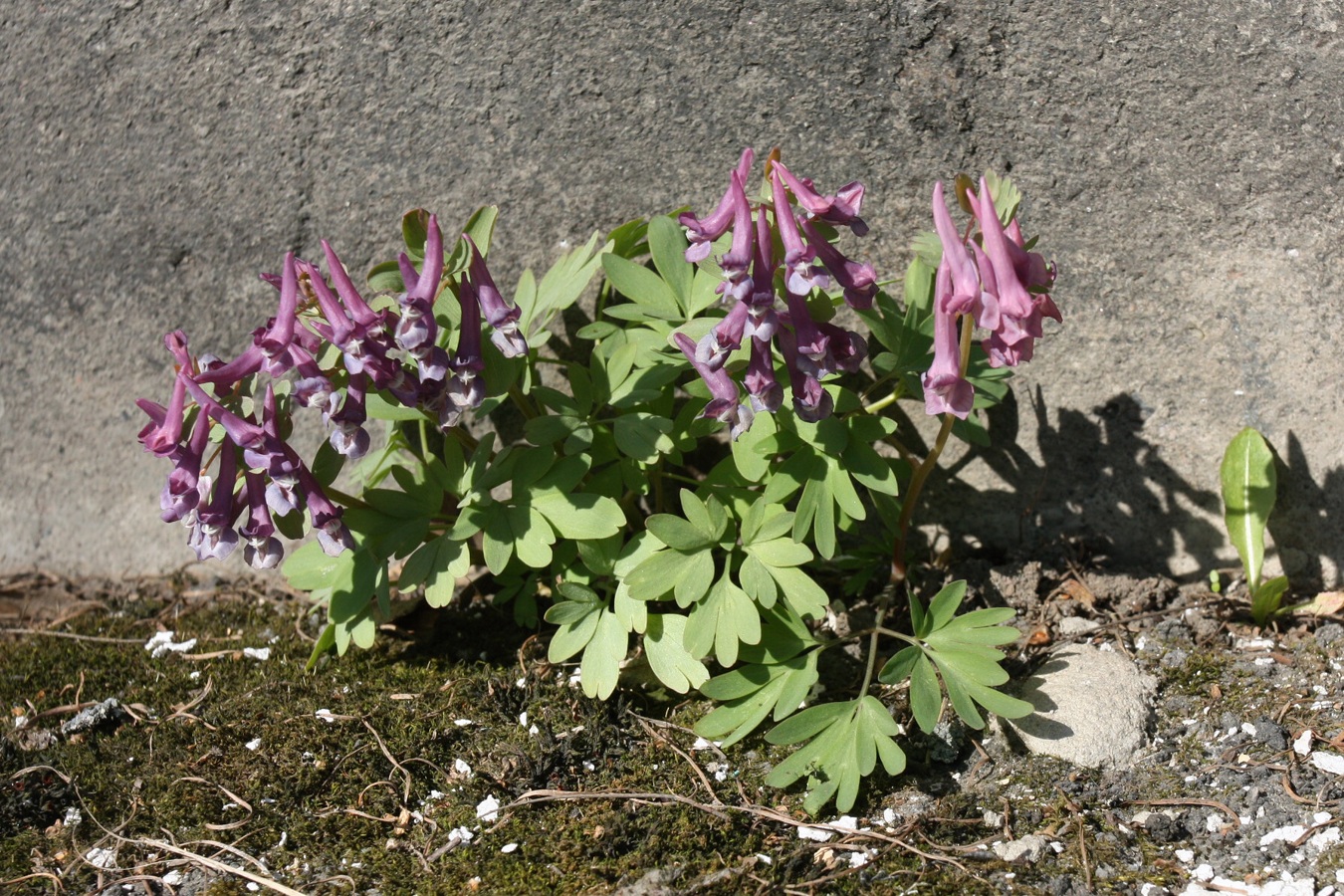 Image of Corydalis solida specimen.