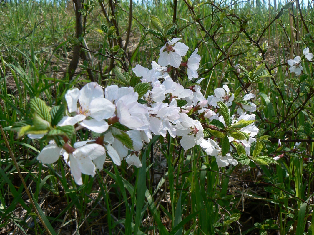 Image of Cerasus tomentosa specimen.