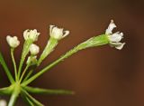 Osmorhiza aristata