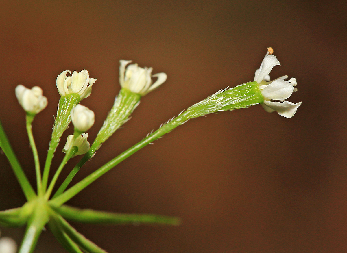 Изображение особи Osmorhiza aristata.