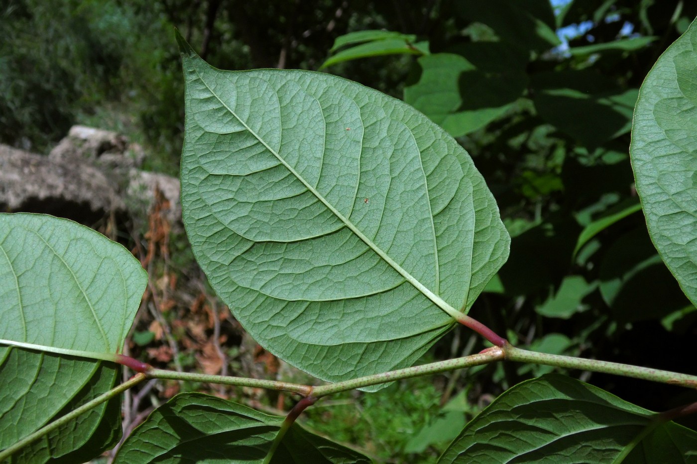 Изображение особи Reynoutria japonica.