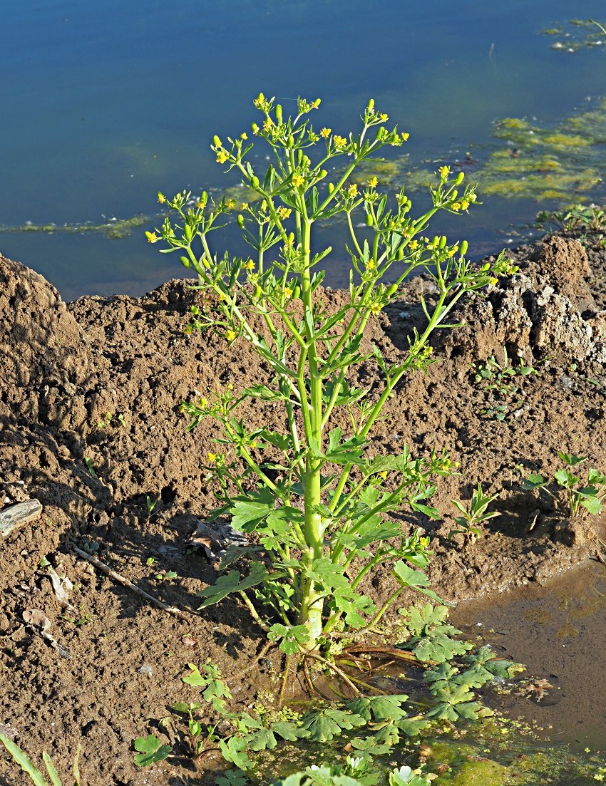 Image of Ranunculus sceleratus specimen.