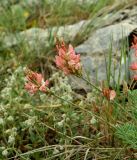 genus Onobrychis