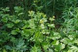 Geum macrophyllum. Цветущее растение. Московская обл., Раменский р-н, окр. дер. Хрипань, просека под ЛЭП. 29.05.2010.