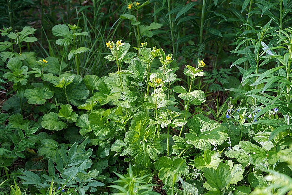Image of Geum macrophyllum specimen.