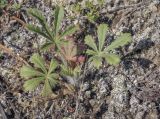 Potentilla humifusa