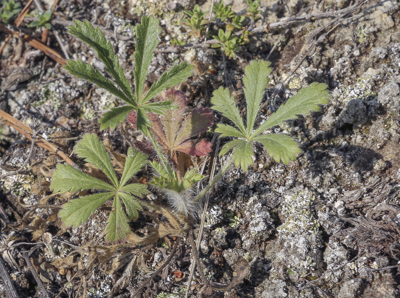 Image of Potentilla humifusa specimen.