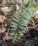 Astragalus falcatus. Лист, поражённый мучнисторосяным грибом(?). Пермский край, Кунгурский р-н, ур. Подкаменная гора, обнажения гипса, крутой склон. 10.07.2021.