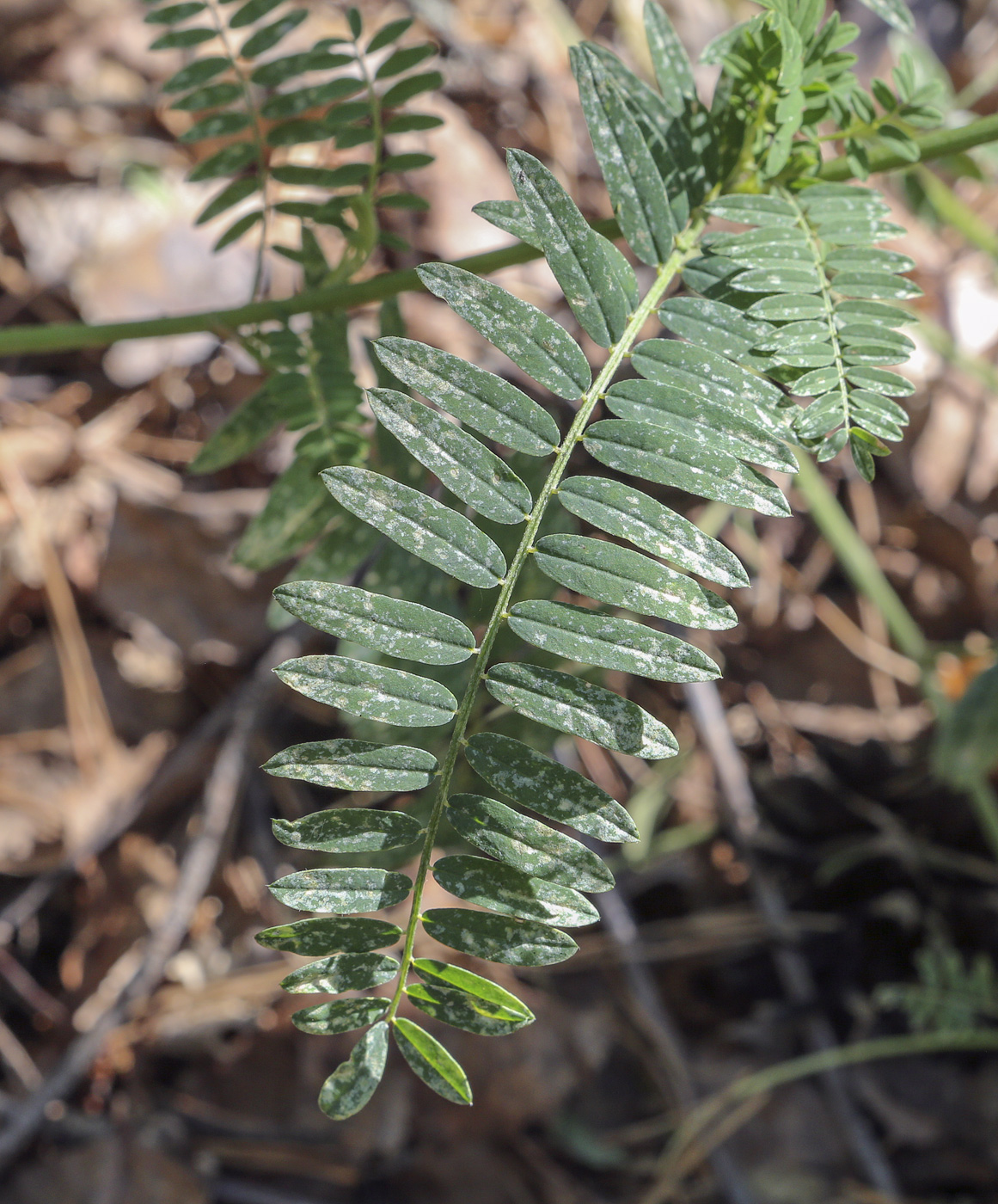 Image of Astragalus falcatus specimen.