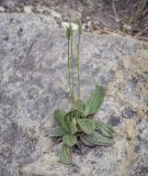 Plantago media