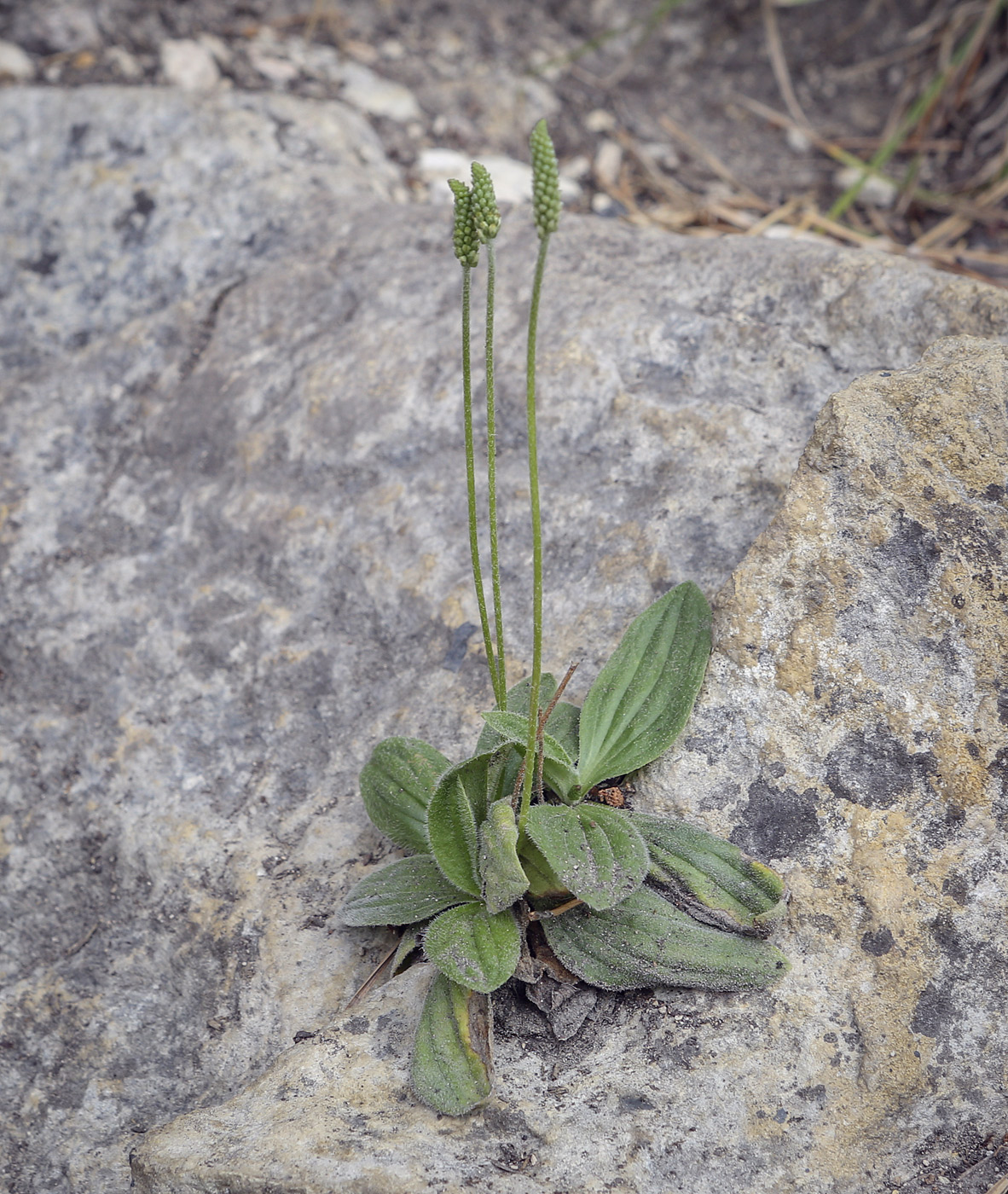 Image of Plantago media specimen.