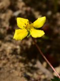 Potentilla anserina