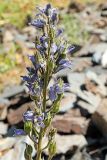 Delphinium oreophilum. Верхушка отцветшего растения с завязавшимися плодами. Узбекистан, Джизакская обл., Зааминский р-н, Туркестанский хр., верховье Кашкасу, 2750 м н.у.м, на краю осыпи. 30.07.2021.