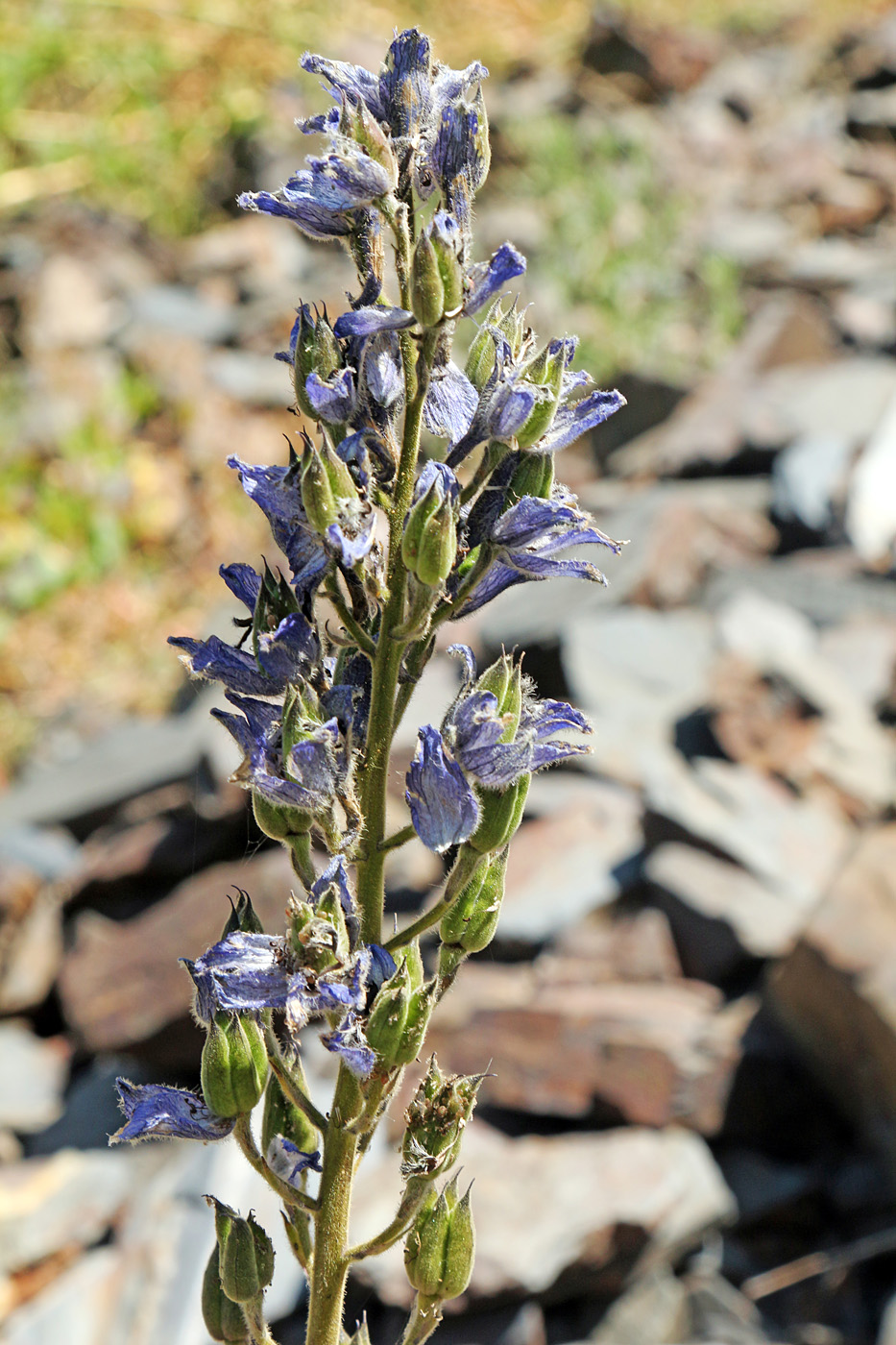 Изображение особи Delphinium oreophilum.