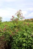 Impatiens glandulifera. Цветущие растения среди Echinocystis lobata. Санкт-Петербург, Курортный р-н, окр. пос. Молодёжное, устье Чёрной речки. 08.08.2021.